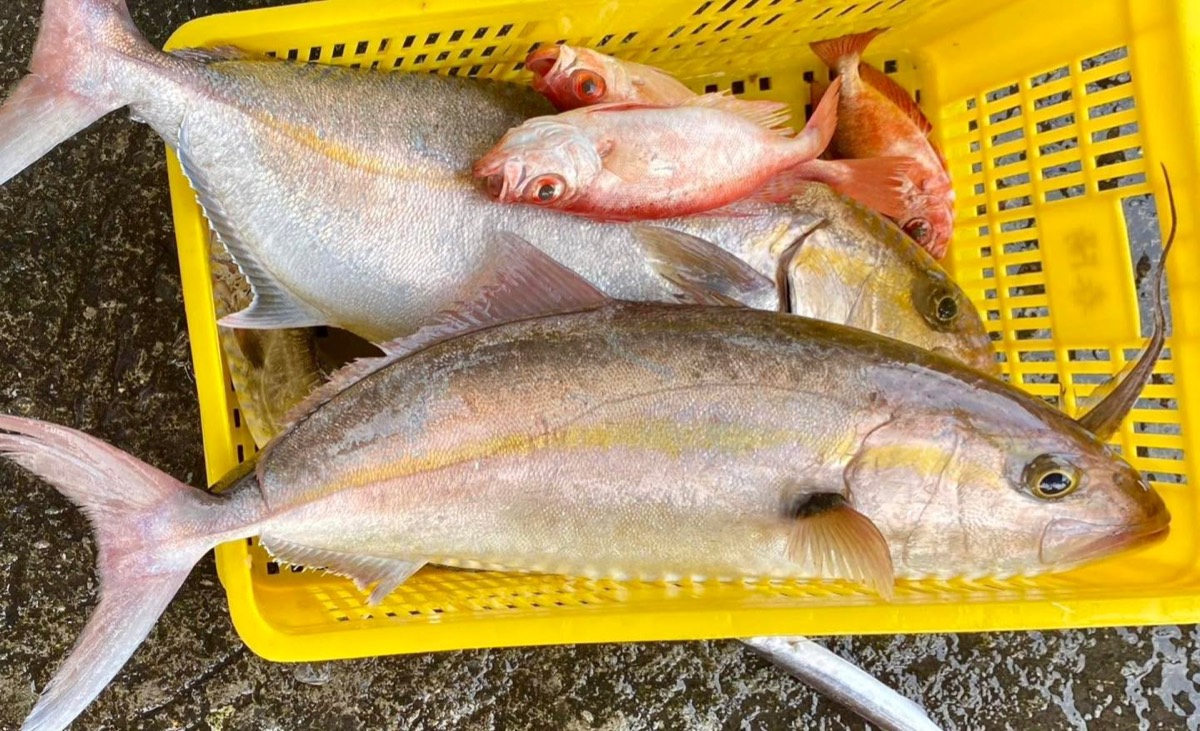 雲霧食堂當週鮮魚來源與山上料理食材